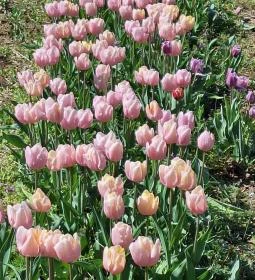 Kevélyhegyi levendulamező