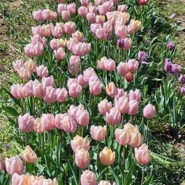 Kevélyhegyi levendulamező, Pilisborosjenő - Egyéb