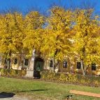 Váci Nagyboldogasszony-székesegyház Vác - Egyéb