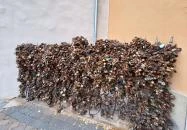 Pécsi lakatfal Pécs