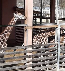 Sóstó Zoo - Nyíregyházi Állatpark