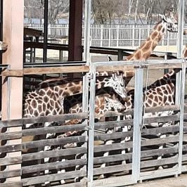 Sóstó Zoo - Nyíregyházi Állatpark Nyíregyháza - Egyéb