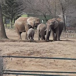 Sóstó Zoo - Nyíregyházi Állatpark Nyíregyháza - Egyéb
