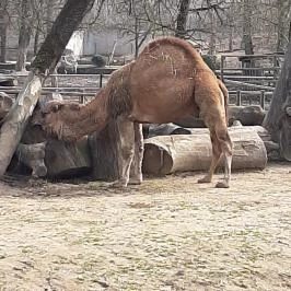 Sóstó Zoo - Nyíregyházi Állatpark Nyíregyháza - Egyéb