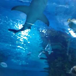 Tropicarium Budapest - Egyéb