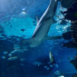 Tropicarium Budapest - Egyéb