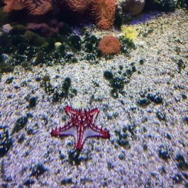 Tropicarium Budapest - Egyéb