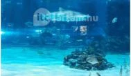 Tropicarium Budapest - Egyéb