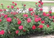 Verseghy park Szolnok