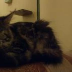 Cat Café - Damjanich utca Budapest - Egyéb