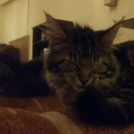 Cat Café - Damjanich utca, Budapest - Egyéb