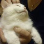 Cat Café - Damjanich utca Budapest - Egyéb