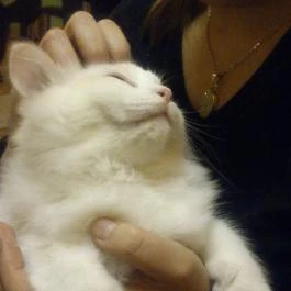 Cat Café - Damjanich utca, Budapest - Egyéb