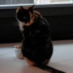 Cat Café - Révay utca Budapest - Egyéb