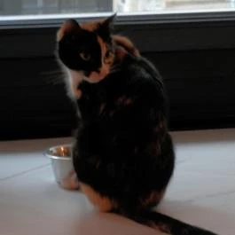 Cat Café - Révay utca Budapest - Egyéb