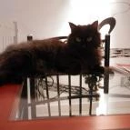 Cat Café - Révay utca Budapest - Egyéb