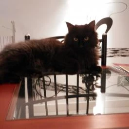 Cat Café - Révay utca Budapest - Egyéb