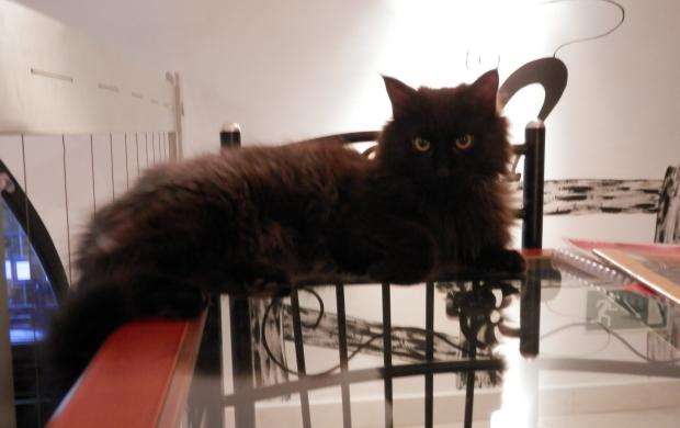 Cat Caf R vay utca Budapest J rt l m r itt Olvass Cat Caf R vay utca Budapest J rt l m r itt Olvass