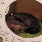 Cat Café - Révay utca Budapest - Egyéb