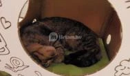 Cat Café - Révay utca Budapest - Egyéb