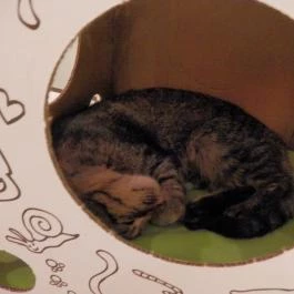 Cat Café - Révay utca Budapest - Egyéb