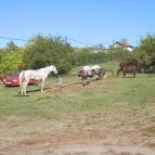 Fáy Présház Étterem Fót - Egyéb