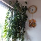 Tequila Panzió Bükkszék - Belső