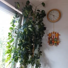 Tequila Panzió Bükkszék - Belső