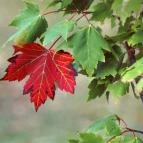 Szépjuhászné Büfé-Étterem Budapest - Egyéb