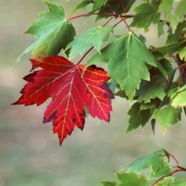 Szépjuhászné Büfé-Étterem Budapest - Egyéb