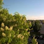 Duna Hotel Paks - Medence/kert