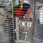 Bagolyvár Inárcs Inárcs - Egyéb