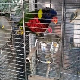 Bagolyvár Inárcs Inárcs - Egyéb