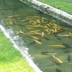 Erdei Halsütöde Lillafüred - Külső kép