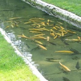 Erdei Halsütöde Lillafüred - Külső kép