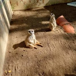 Richter Safari Park Nagykőrös - Egyéb