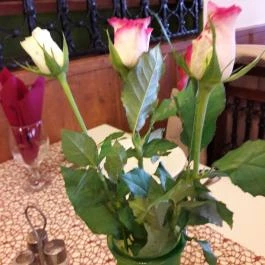 Mókus Csárda Békéscsaba - Egyéb