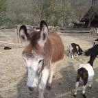 Tenkes Csárda Csarnóta - Egyéb