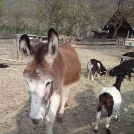 Tenkes Csárda Csarnóta - Egyéb
