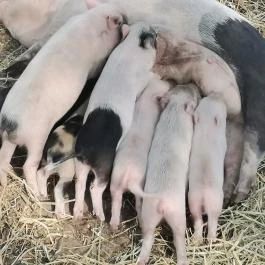 Richter Safari Park Nagykőrös - Egyéb