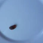 Tavirózsa Étterem Poroszló - Étel/ital