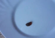 Tavirózsa Étterem Poroszló Tavirózsa Étterem Poroszló