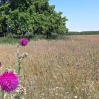 Akácliget Vendégház Lajosmizse - Környék
