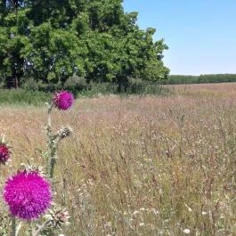Akácliget Vendégház, Lajosmizse - Környék