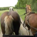 Akácliget Vendégház Lajosmizse - Egyéb