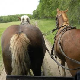 Akácliget Vendégház, Lajosmizse - Egyéb