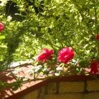 Akácliget Vendégház Lajosmizse - Medence/kert