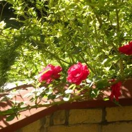 Akácliget Vendégház, Lajosmizse - Medence/kert