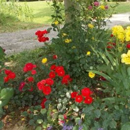 Angela Farm Naturista Camping & Bungalow, Nemesbük - Egyéb