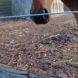 Kerca Bio Farm Rusztikus Vendégházak Kercaszomor - Egyéb